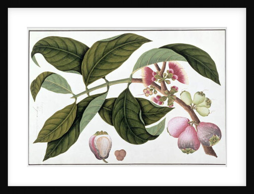 Eugenia or Jamboo Teloie poote by School Chinese