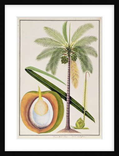 Cocoa Nut Tree by School Chinese