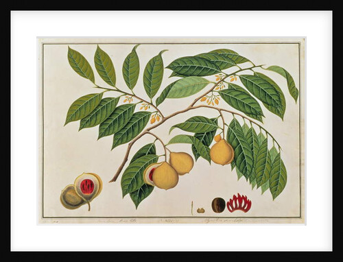 Booa Palla or Nutmeg by School Chinese