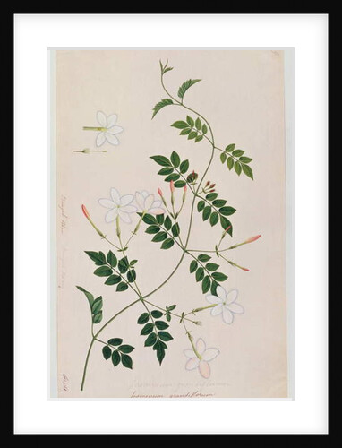 Jasminium grandiflorum by School Chinese