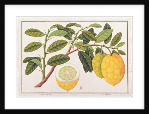 Limo Soe Sooe, Atrong or Citrus Medica by School Chinese