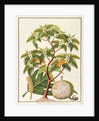 Sookong and Artocarpus Incisa from 'Drawings of Plants from Malacca', c.1805-18 by School Chinese