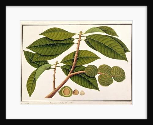 Brangam or Malay Chestnut by School Chinese