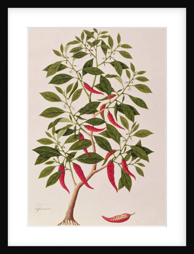 Chilly or Capsicum, 'Drawings of Plants from Malacca', c.1805-18 by School Chinese