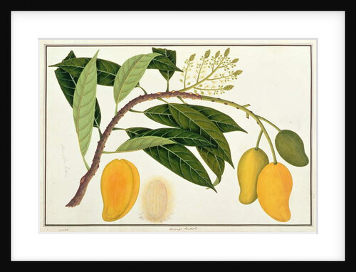 Mango Bodol by School Chinese
