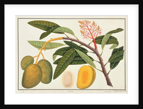 Buihang Mangifera by School Chinese
