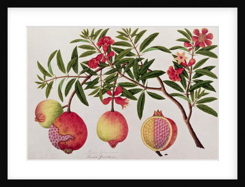 Bua Klitchie or Caesalpinia bonduccella by School Chinese