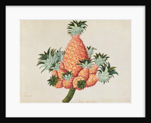 Nanas or Pineapple by School Chinese