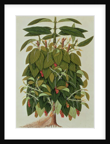 Lava Etam or Black Pepper by School Chinese