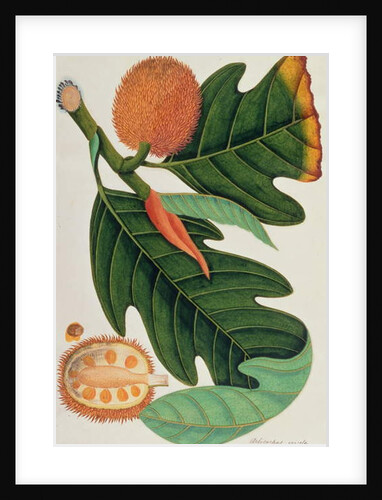 Trab or Artocarpus incesses by School Chinese