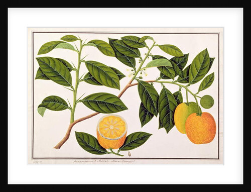 Lemomanies Macao-Macao Oranges by School Chinese