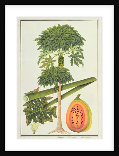 Papaya, The Papau or Caica Papaya by School Chinese