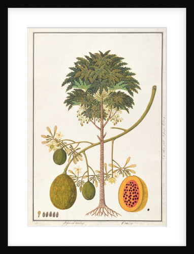 dapai-ah Tambay or Carica by School Chinese