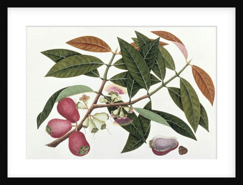 Jamboo Telore mera or Eugenia Malacceusis by School Chinese
