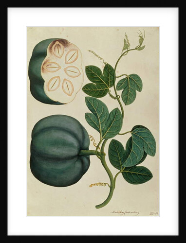 Mendickay or Water Melon by School Chinese