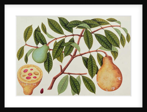 Fruit by School Chinese