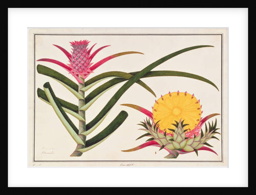Pineapple or Bromelia by School Chinese