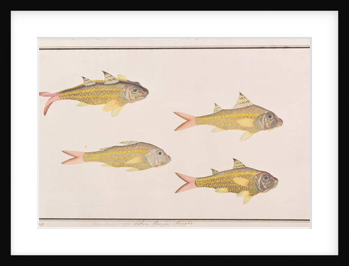 Goatfish by School Chinese