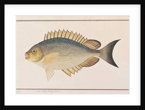 Rabbitfish by School Chinese