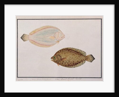 Large-toothed Flounder by School Chinese