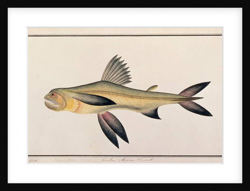 Bombay Duck by School Chinese