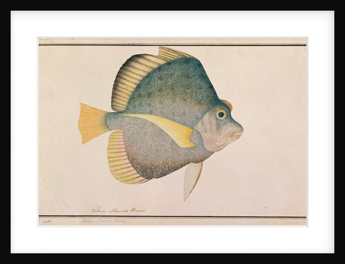 Spotted Sicklefish by School Chinese