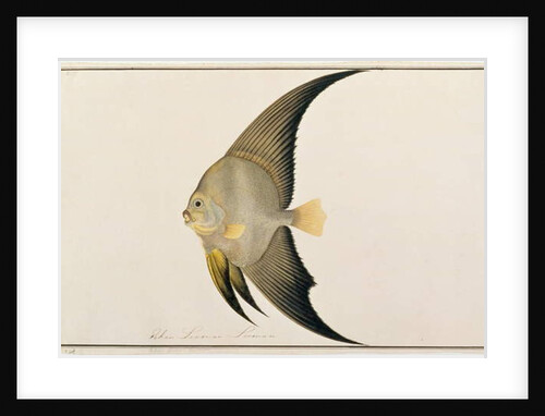 Long-finned Batfish by School Chinese