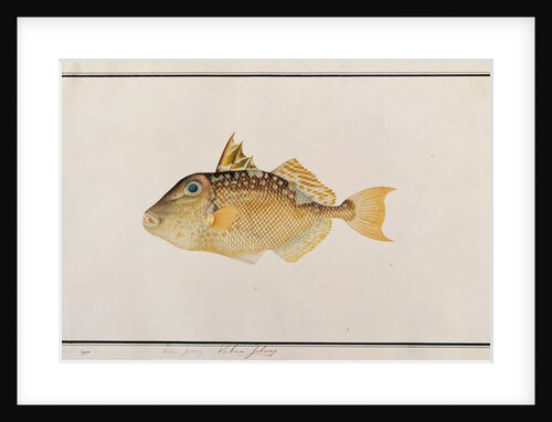 Starry Triggerfish by School Chinese