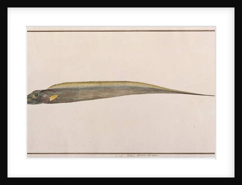 Largehead Hairtail by School Chinese