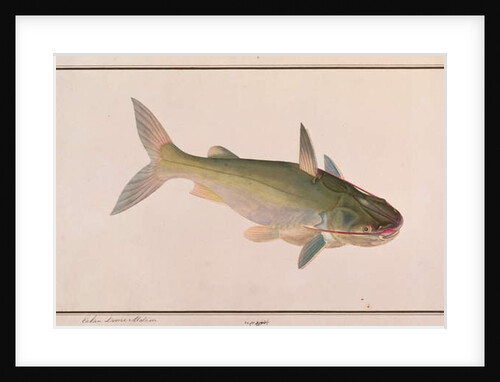 Soldier Catfish by School Chinese