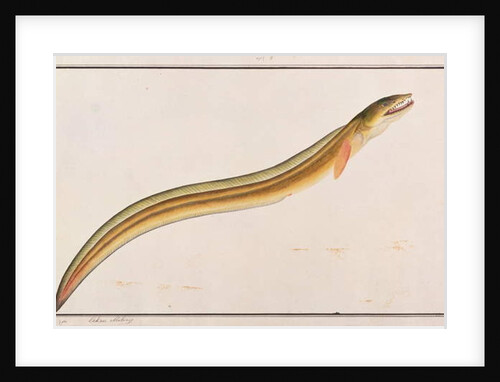 Pike Conger by School Chinese