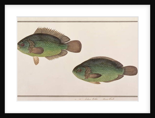 Climbing Perch by School Chinese