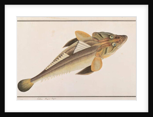 Flathead by School Chinese