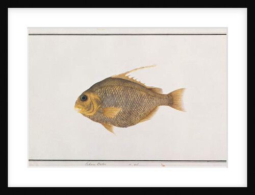 Spadefish by School Chinese