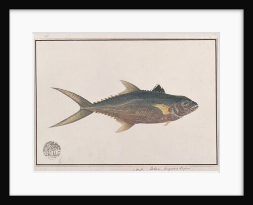 Indo-Pacific King Mackerel by School Chinese
