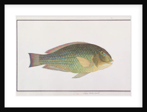 Tuskfish by School Chinese