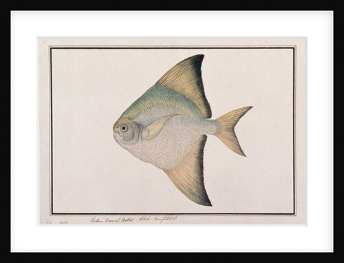 White Pomfret by School Chinese