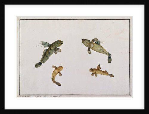 Mud Fish, Bloodo chiena, Bloodo La-ore by School Chinese