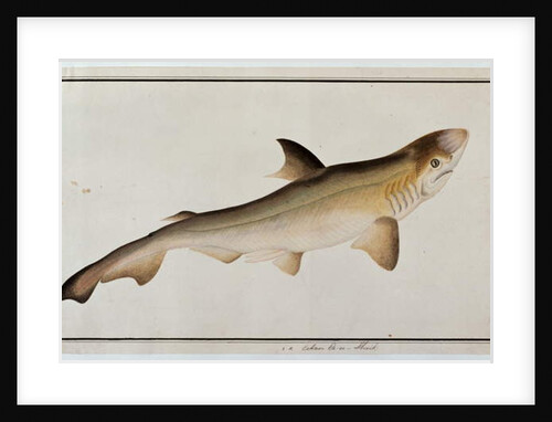 Shark, Eekan Ee-oo by School Chinese