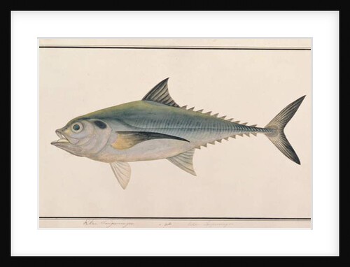 Hardtail Scad by School Chinese