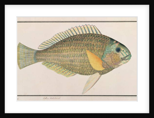 Green Wrasse by School Chinese