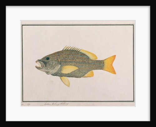 Spanish Flag Snapper by School Chinese
