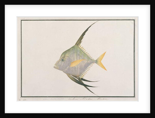 Indian Threadfish by School Chinese