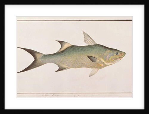 Threadfin by School Chinese