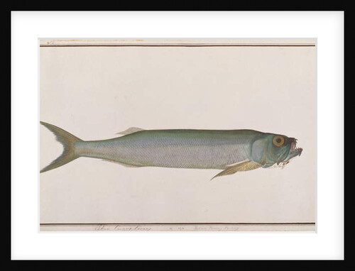 Dorab Wolf-herring by School Chinese
