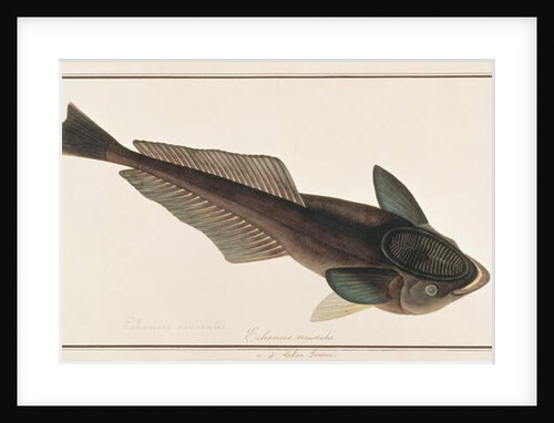 Live Sharksucker by School Chinese