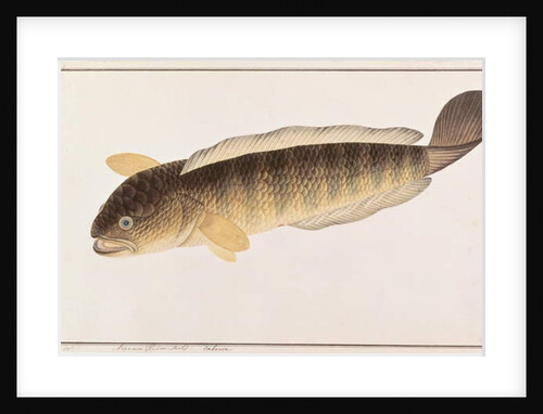 Common Snakehead by School Chinese