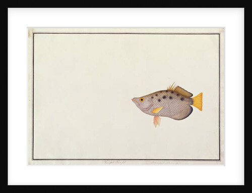 Spotted Archerfish by School Chinese
