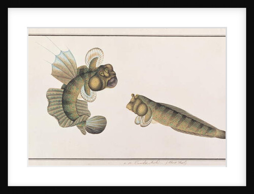 Dragon Mudskipper by School Chinese