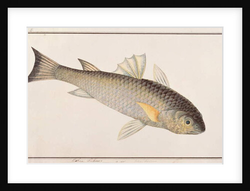 Grey Mullet by School Chinese